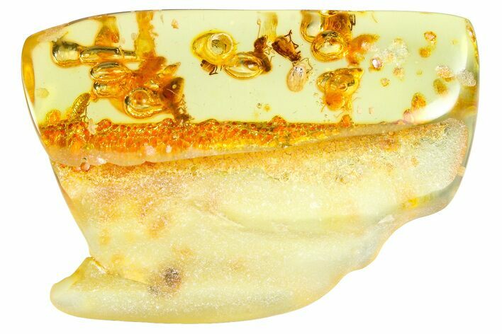 Polished Colombian Copal ( g) - Contains Beetles & Termites #364280